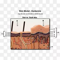 人体皮肤解剖手指人体皮肤模型-空若网 人体皮肤解剖手指人体皮肤模型-空若网