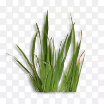 甜草威尔士菜葱黄豆麦草商品-蔡-空若网 甜草威尔士菜葱黄豆麦草商品-蔡-空若网