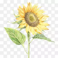 ÆÕͨÏòÈÕ¿ûË®²Ê»ÊÖ»æÏòÈÕ¿û-¿ÕÈôÍø ÆÕͨÏòÈÕ¿ûË®²Ê»ÊÖ»æÏòÈÕ¿û-¿ÕÈôÍø