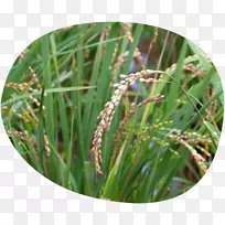 Ìð²ÝÖ²Îï¾¥-Ö²Îï-¿ÕÈôÍø Ìð²ÝÖ²Îï¾¥-Ö²Îï-¿ÕÈôÍø