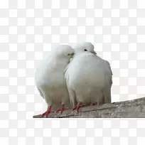 壁虎科,爱鸟,家鸽,乳鸽-空若网 壁虎科,爱鸟,家鸽,乳鸽-空若网