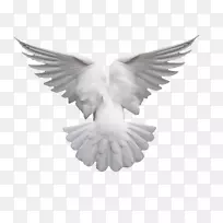 鸽子夹艺术-鸽子的翅膀-空若网 鸽子夹艺术-鸽子的翅膀-空若网