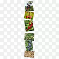 高矮蓝莓,越橘,八角红,覆盆子-空若网 高矮蓝莓,越橘,八角红,覆盆子-空若网