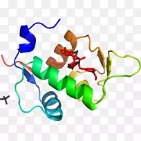 ֱ�ߵ����ﶯ���������-������