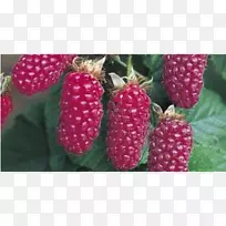 ¸²Åè×Ó£¬ºìÉ£Ê÷£¬¸²Åè×Ó-¿ÕÈôÍø ¸²Åè×Ó£¬ºìÉ£Ê÷£¬¸²Åè×Ó-¿ÕÈôÍø