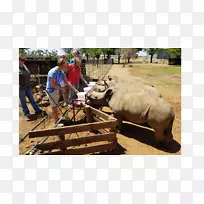 牛车-德克萨斯野生动物基金会-空若网 牛车-德克萨斯野生动物基金会-空若网