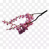樱花艺术-桃枝与开花材料-空若网 樱花艺术-桃枝与开花材料-空若网