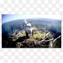 ��ɽ��-������