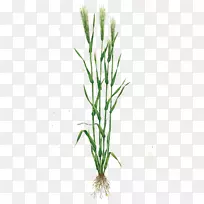 下载麦草图标-空若网 下载麦草图标-空若网