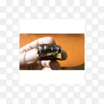 ��ָ-������