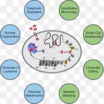 染色质研究有机体人类行为染色质-空若网 染色质研究有机体人类行为染色质-空若网