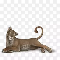 大猫陆生动物美洲狮野生动物-法夸德勋爵-空若网 大猫陆生动物美洲狮野生动物-法夸德勋爵-空若网