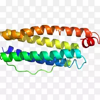 珠子手链体珠宝剪贴画珠宝首饰-空若网 珠子手链体珠宝剪贴画珠宝首饰-空若网