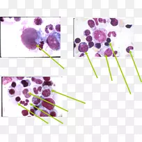 开花植物早幼粒细胞-雪旺细胞-空若网 开花植物早幼粒细胞-雪旺细胞-空若网