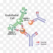 贝伐单抗非小细胞肺癌常染色体显性多囊肾病-空若网 贝伐单抗非小细胞肺癌常染色体显性多囊肾病-空若网