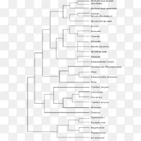 尖孢镰刀菌系统发育树分子系统学-空若网 尖孢镰刀菌系统发育树分子系统学-空若网