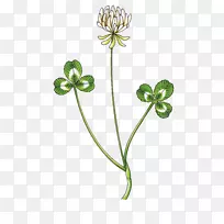 ����Ҷ�ݻ��껭����Ҷ������-������