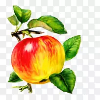 奥格里斯展示苹果彩苹果-空若网 奥格里斯展示苹果彩苹果-空若网