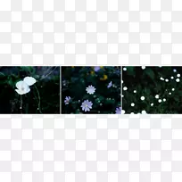 开花植物-20171209-空若网 开花植物-20171209-空若网