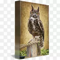 猫头鹰动物喙野生动物-大角猫头鹰-空若网 猫头鹰动物喙野生动物-大角猫头鹰-空若网