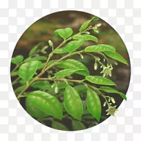 Ҷ����-Ҷ-������