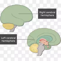脑干人脑神经系统功能-脑-空若网 脑干人脑神经系统功能-脑-空若网