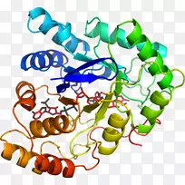 自定义肽合成氨基酸生物蛋白-前列腺素D2-空若网 自定义肽合成氨基酸生物蛋白-前列腺素D2-空若网