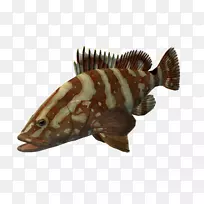 海洋生物动物陆生动物鱼类-空若网 海洋生物动物陆生动物鱼类-空若网