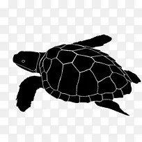 甲鱼玻璃刻蚀玻璃-空若网 甲鱼玻璃刻蚀玻璃-空若网