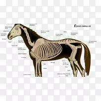 马的骨骼系统解剖骨架-马-空若网 马的骨骼系统解剖骨架-马-空若网