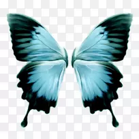 帝王蝴蝶昆虫-蝴蝶翅膀-空若网 帝王蝴蝶昆虫-蝴蝶翅膀-空若网