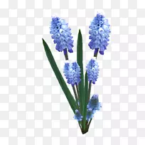 英国薰衣草风信子切花植物茎滑雪设施-空若网 英国薰衣草风信子切花植物茎滑雪设施-空若网