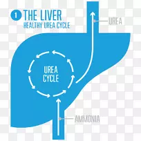 ����ѭ�����Ҹΰ�������ϳ�ø��-����ѭ������-������