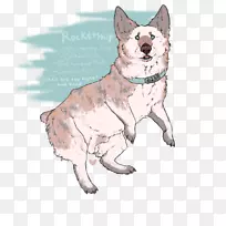 犬种澳洲牛狗须-空若网 犬种澳洲牛狗须-空若网