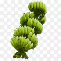 红香蕉食品女士手指香蕉拿铁香蕉-空若网 红香蕉食品女士手指香蕉拿铁香蕉-空若网