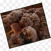 犬毛犬科杂交犬-空若网 犬毛犬科杂交犬-空若网