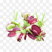 花卉设计切花开花植物.设计-空若网 花卉设计切花开花植物.设计-空若网
