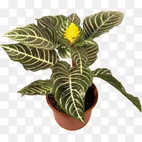 斑马-植物室内植物花盆-植物-空若网 斑马-植物室内植物花盆-植物-空若网