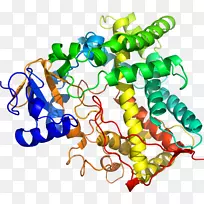 人体首饰有机体线剪贴画线-空若网 人体首饰有机体线剪贴画线-空若网