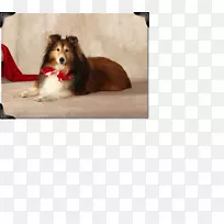 犬种鼻子床狗-空若网 犬种鼻子床狗-空若网