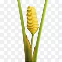 ֲ�ﾥ����Ʒ��-������