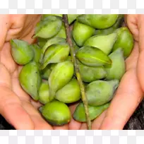 Kakadu李果蔬李科。李-空若网 Kakadu李果蔬李科。李-空若网