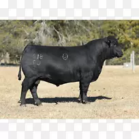 安格斯牛,赫里福德牛,夏洛莱牛-安格斯牛-空若网 安格斯牛,赫里福德牛,夏洛莱牛-安格斯牛-空若网