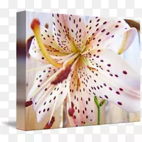 �ϰٺ�m-�װٺ�-������