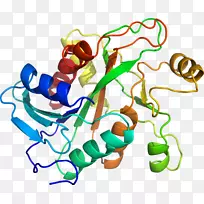 人体首饰有机体线剪贴画线-空若网 人体首饰有机体线剪贴画线-空若网