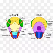 À¥³æÐÎ̬-¿ÕÈôÍø À¥³æÐÎ̬-¿ÕÈôÍø