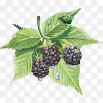 黑莓-空若网 黑莓-空若网