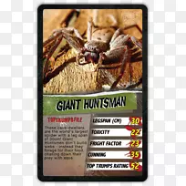 螃蟹蜘蛛澳大利亚无脊椎动物猎人蜘蛛-空若网 螃蟹蜘蛛澳大利亚无脊椎动物猎人蜘蛛-空若网