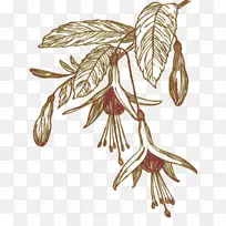 小枝昆虫植物茎授粉昆虫-空若网 小枝昆虫植物茎授粉昆虫-空若网