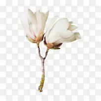 花卉博客剪贴画-花-空若网 花卉博客剪贴画-花-空若网